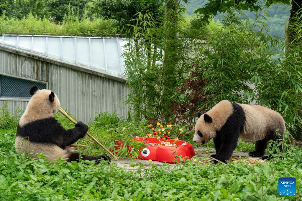 Special event held to celebrate birthdays of giant pandas in Sichuan