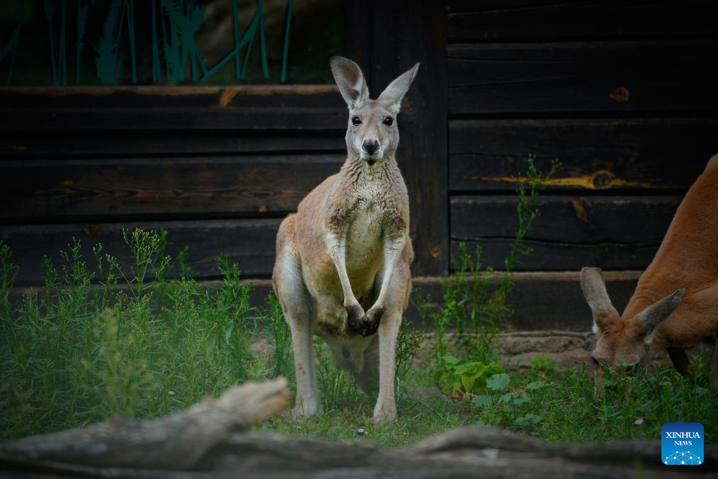 Animals pictured amid heatwave at Warsaw Zoo in Poland