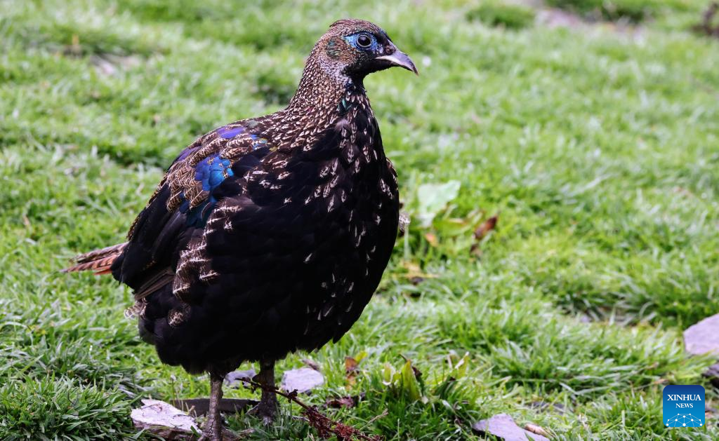 Himalayan monals, gorals spotted due to ecological protection in China's Xizang