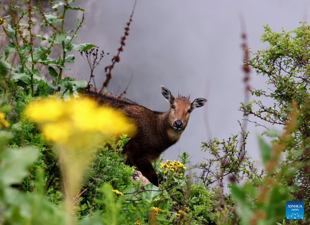 Himalayan monals, gorals spotted due to ecological protection in China's Xizang