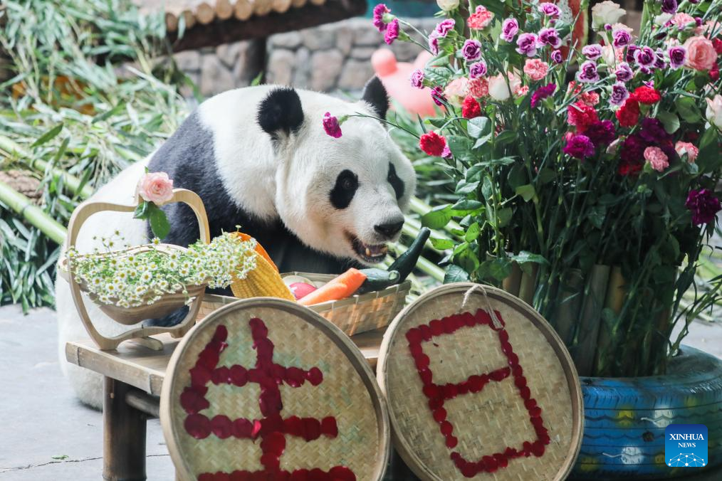 Birthdays of giant pandas Shuangxin, Hexing celebrated in China's Xining