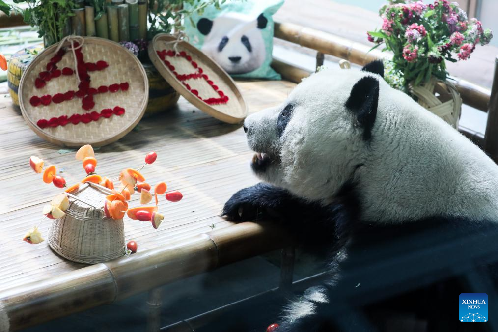 Birthdays of giant pandas Shuangxin, Hexing celebrated in China's Xining