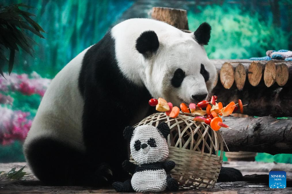 Birthdays of giant pandas Shuangxin, Hexing celebrated in China's Xining