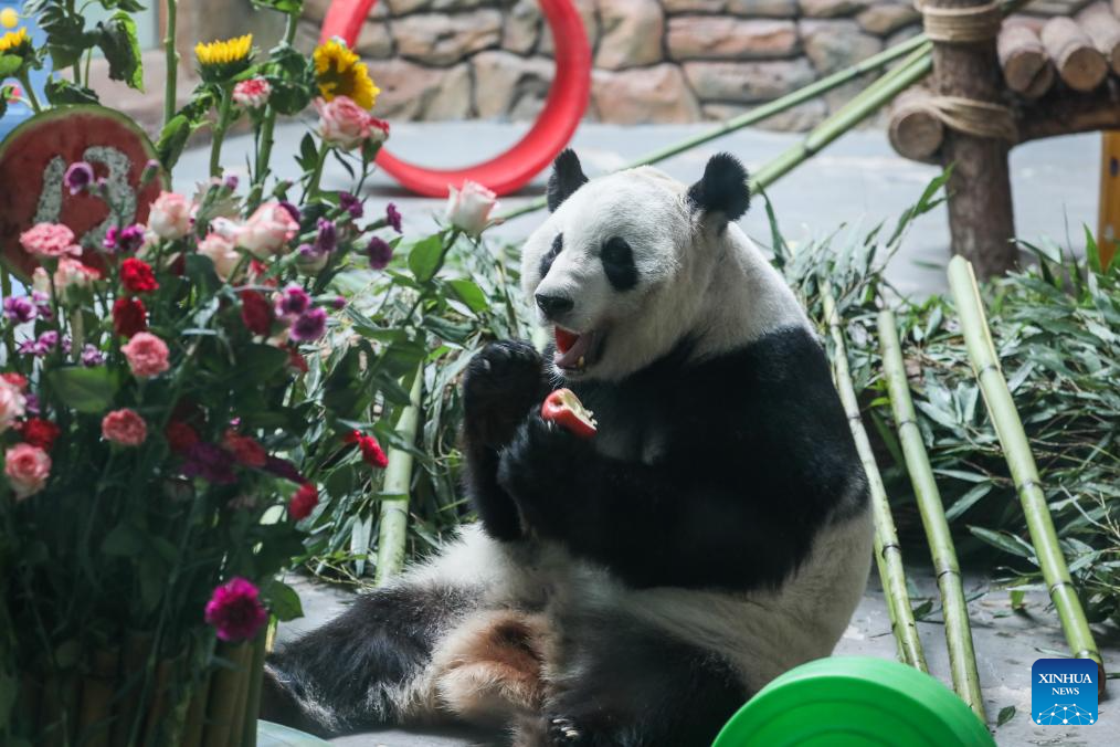 Birthdays of giant pandas Shuangxin, Hexing celebrated in China's Xining