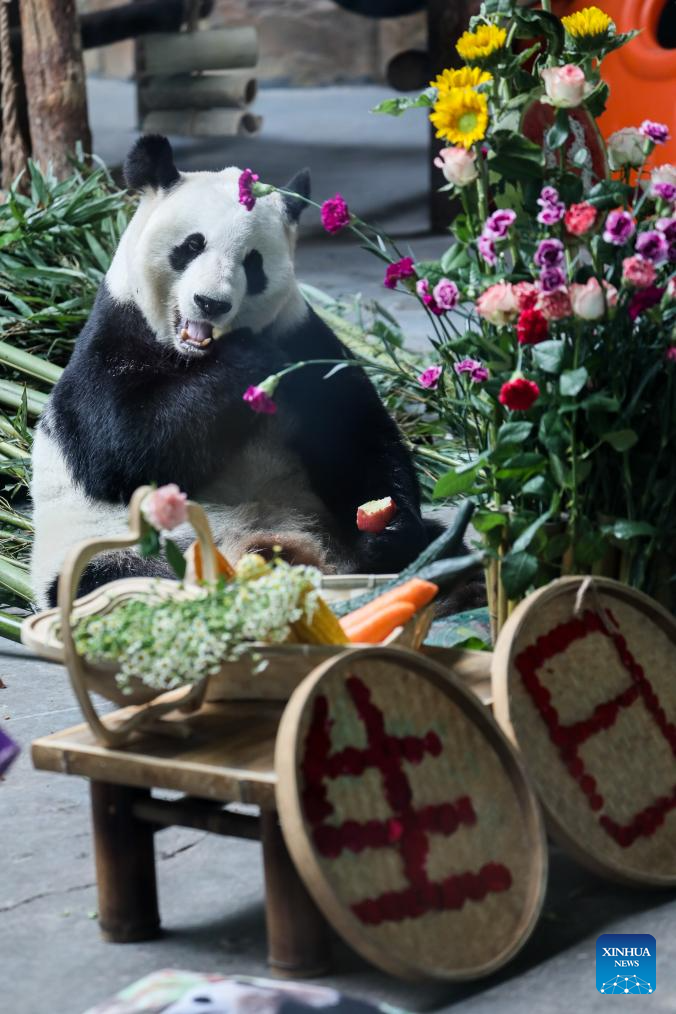 Birthdays of giant pandas Shuangxin, Hexing celebrated in China's Xining