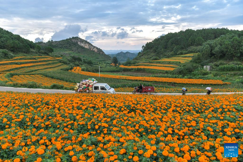 Marigolds in full bloom in Weining County, SW China