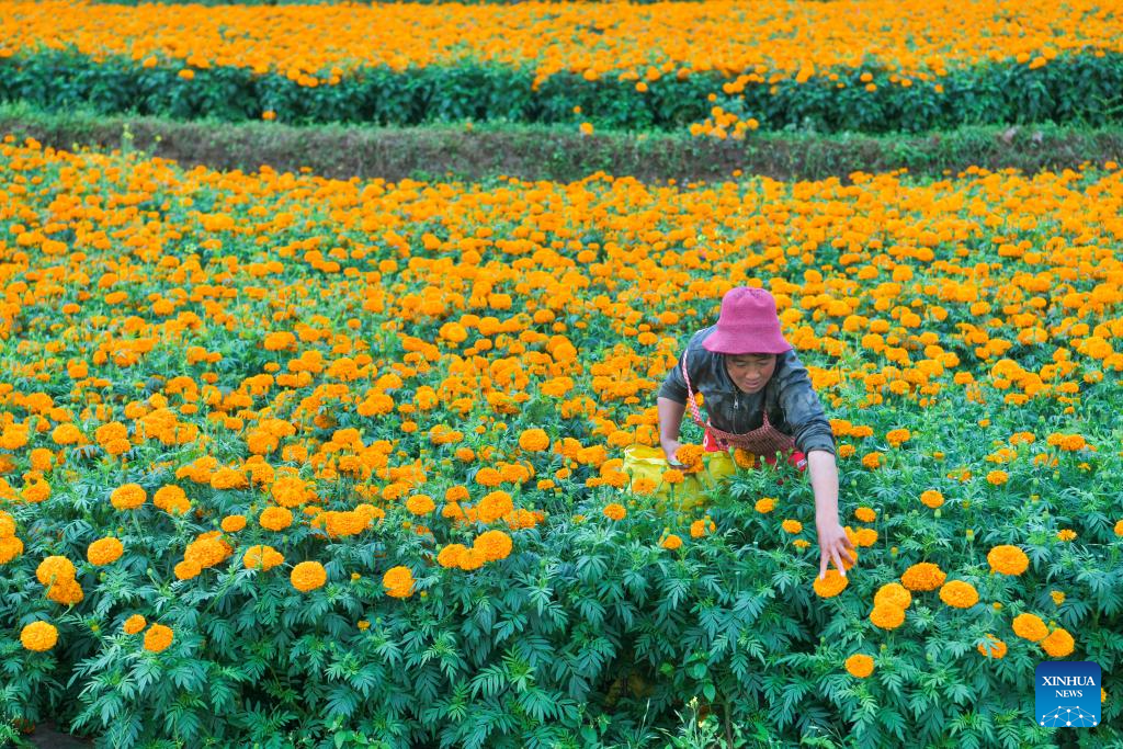 Marigolds in full bloom in Weining County, SW China