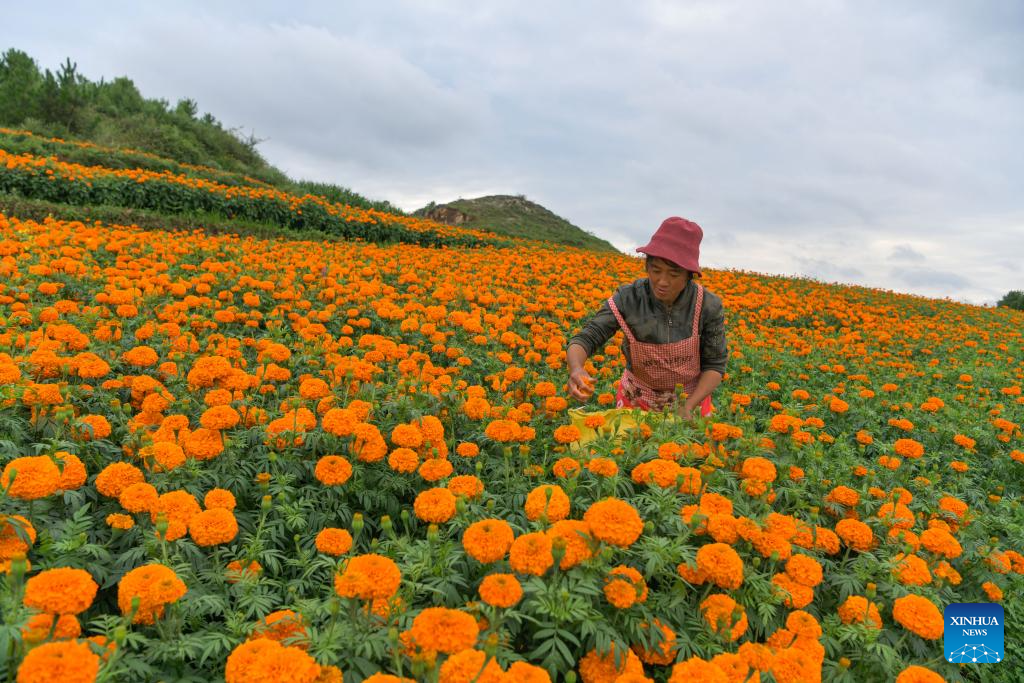 Marigolds in full bloom in Weining County, SW China