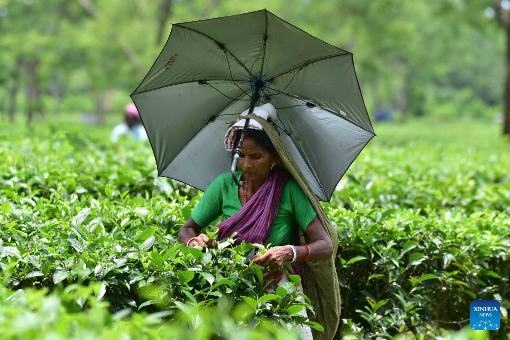 Workers pick tea leaves in India