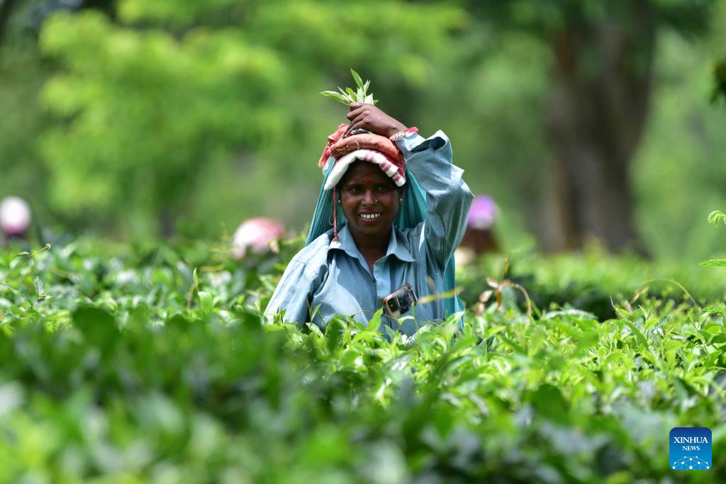 Workers pick tea leaves in India