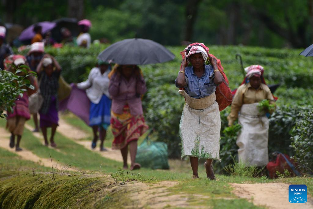 Workers pick tea leaves in India