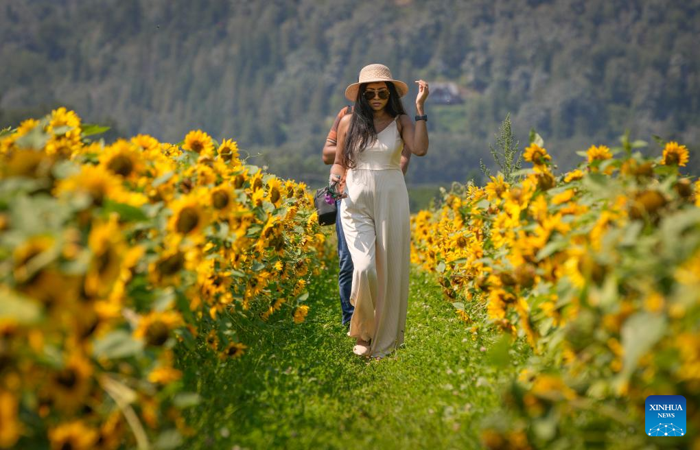 People visit sunflower field in Abbotsford, Canada