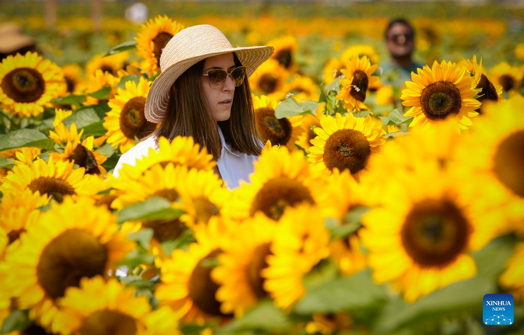 People visit sunflower field in Abbotsford, Canada