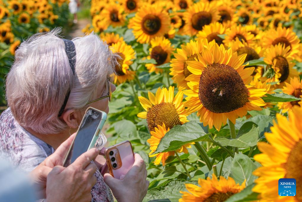 People visit sunflower field in Abbotsford, Canada