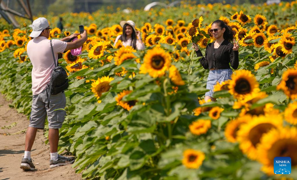 People visit sunflower field in Abbotsford, Canada