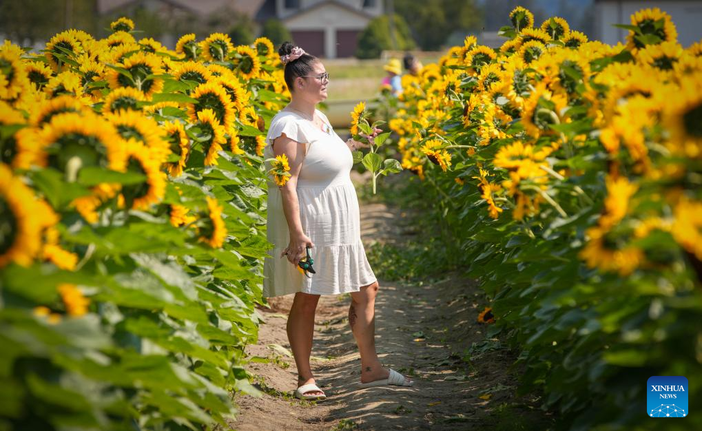 People visit sunflower field in Abbotsford, Canada