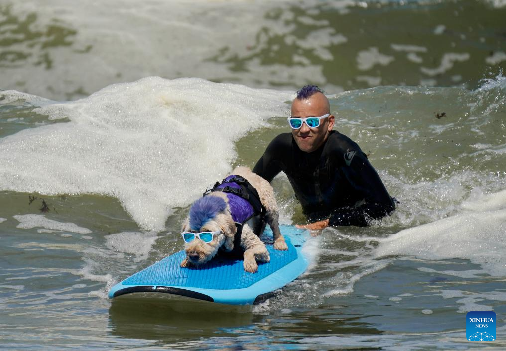 Highlights of Dog surfing championships in California