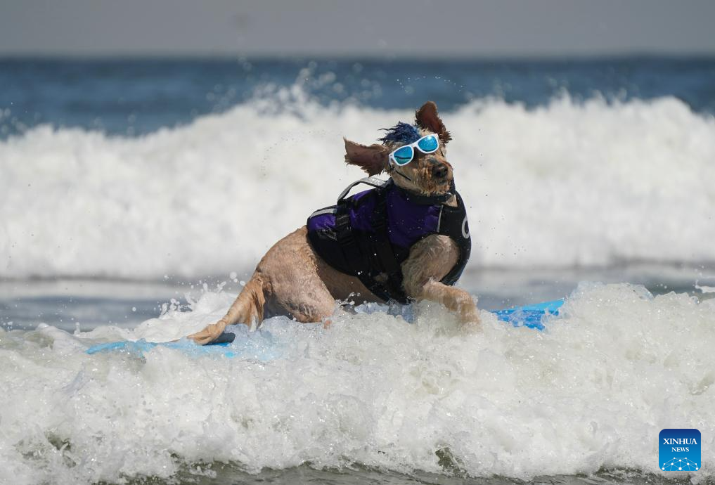 Highlights of Dog surfing championships in California