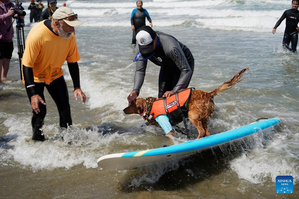 Highlights of Dog surfing championships in California