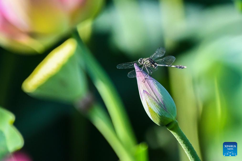 Lotus flowers bloom in ponds across China