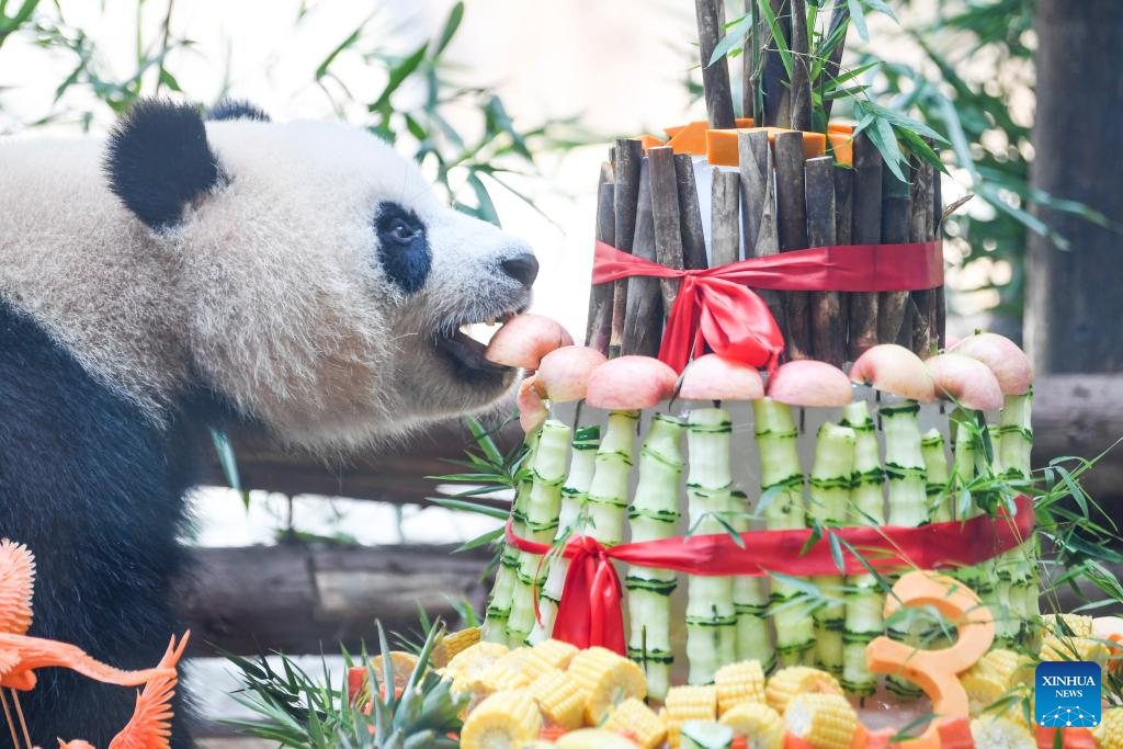 Chongqing hosts special birthday celebration for three giant pandas