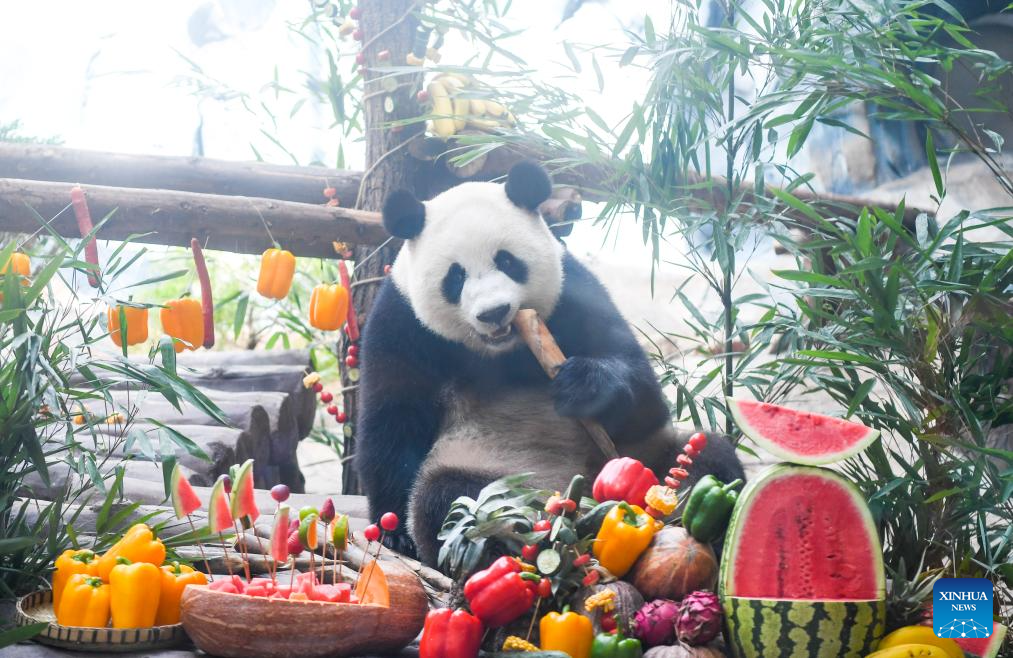 Chongqing hosts special birthday celebration for three giant pandas