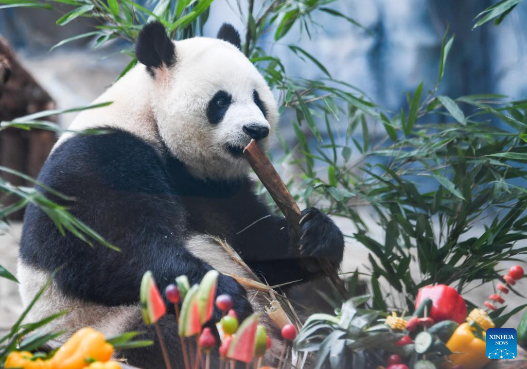 Chongqing hosts special birthday celebration for three giant pandas