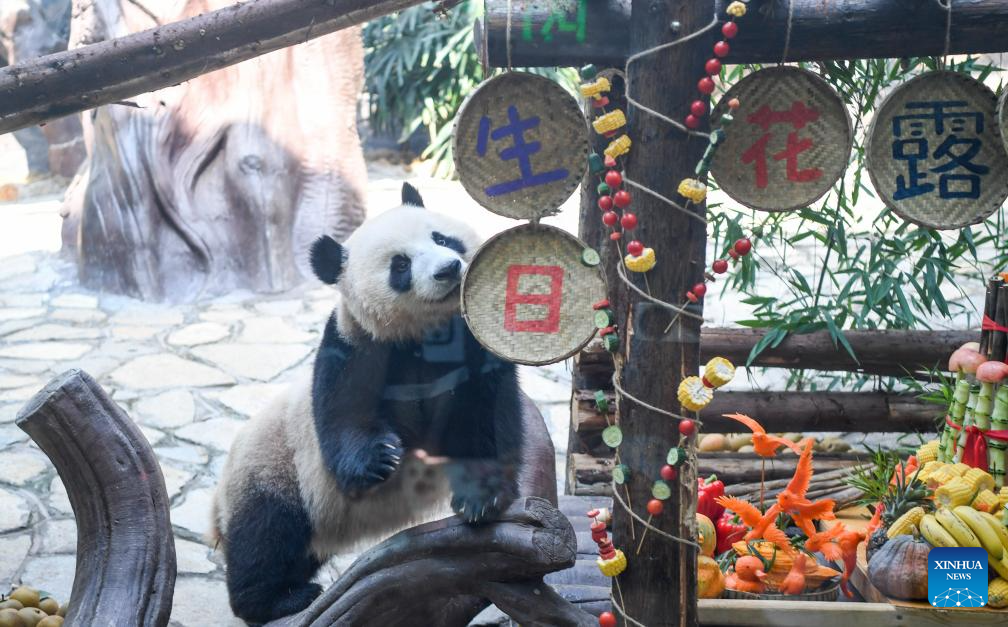 Chongqing hosts special birthday celebration for three giant pandas