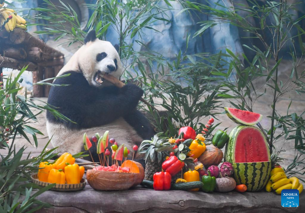 Chongqing hosts special birthday celebration for three giant pandas