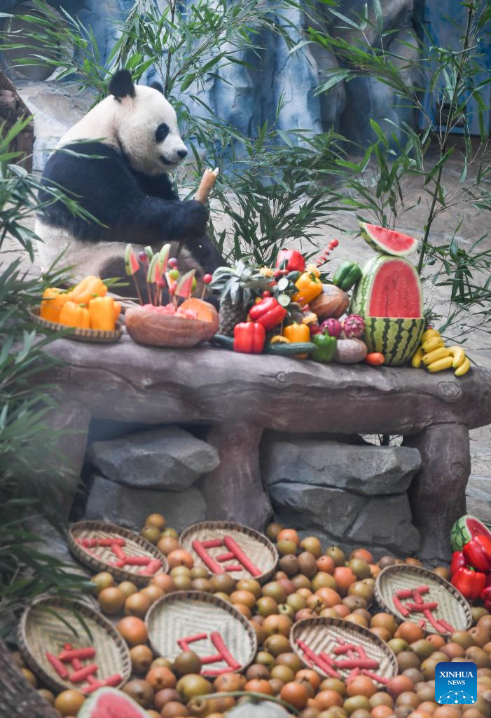 Chongqing hosts special birthday celebration for three giant pandas