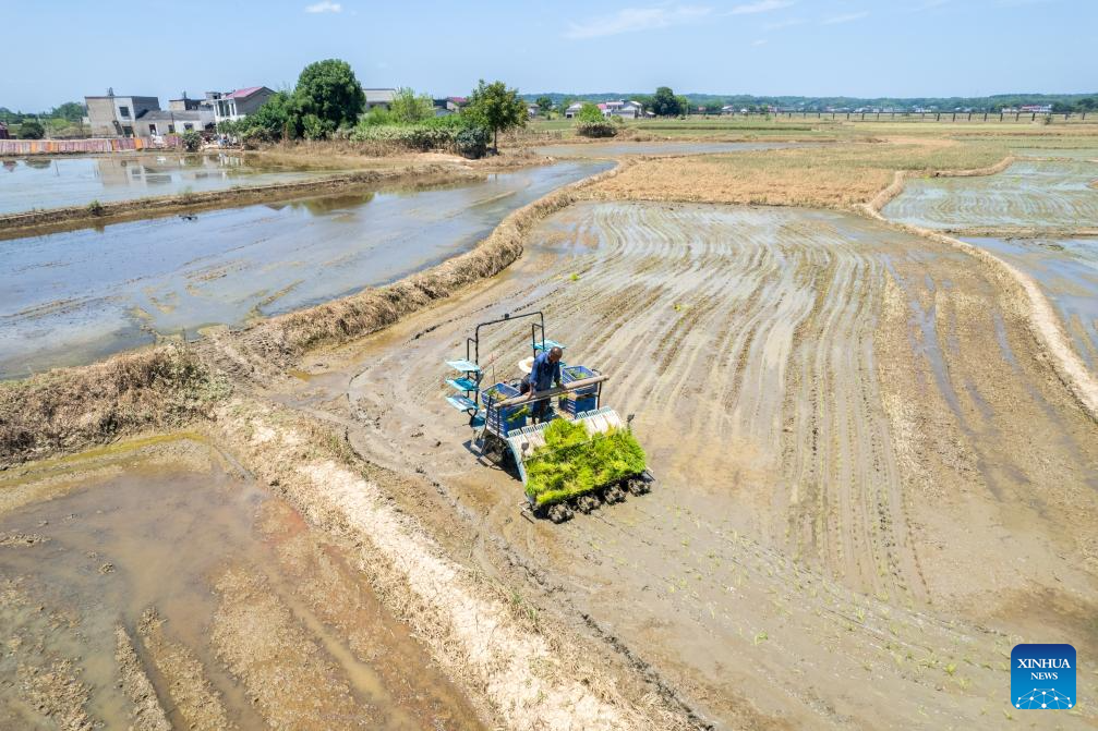 Farmers begin rice transplanting after dike breaches sealed in C China