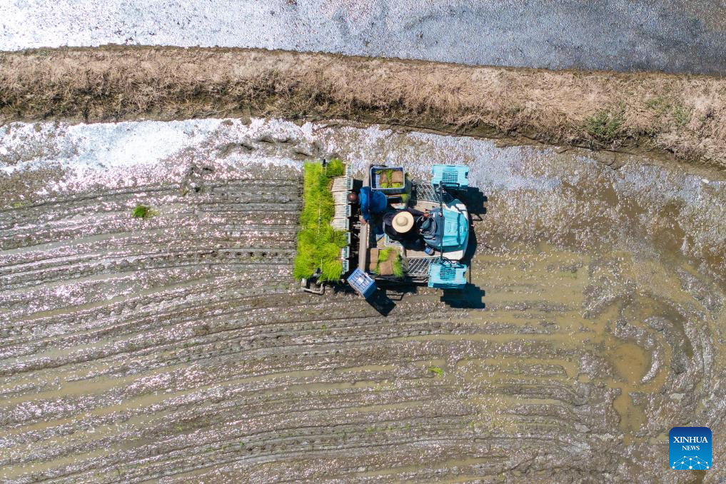 Farmers begin rice transplanting after dike breaches sealed in C China