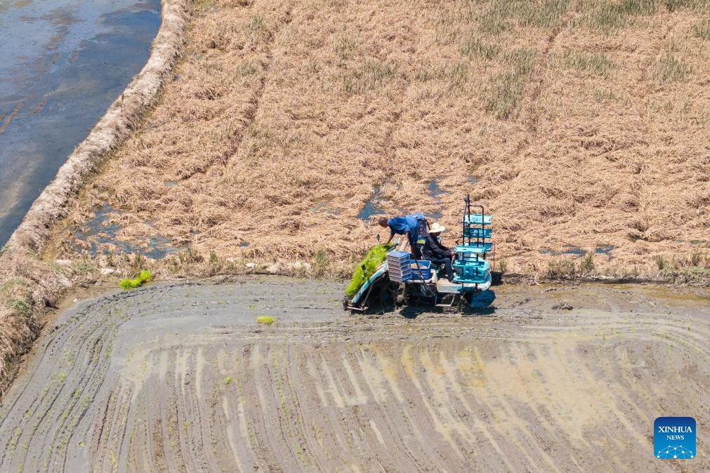 Farmers begin rice transplanting after dike breaches sealed in C China