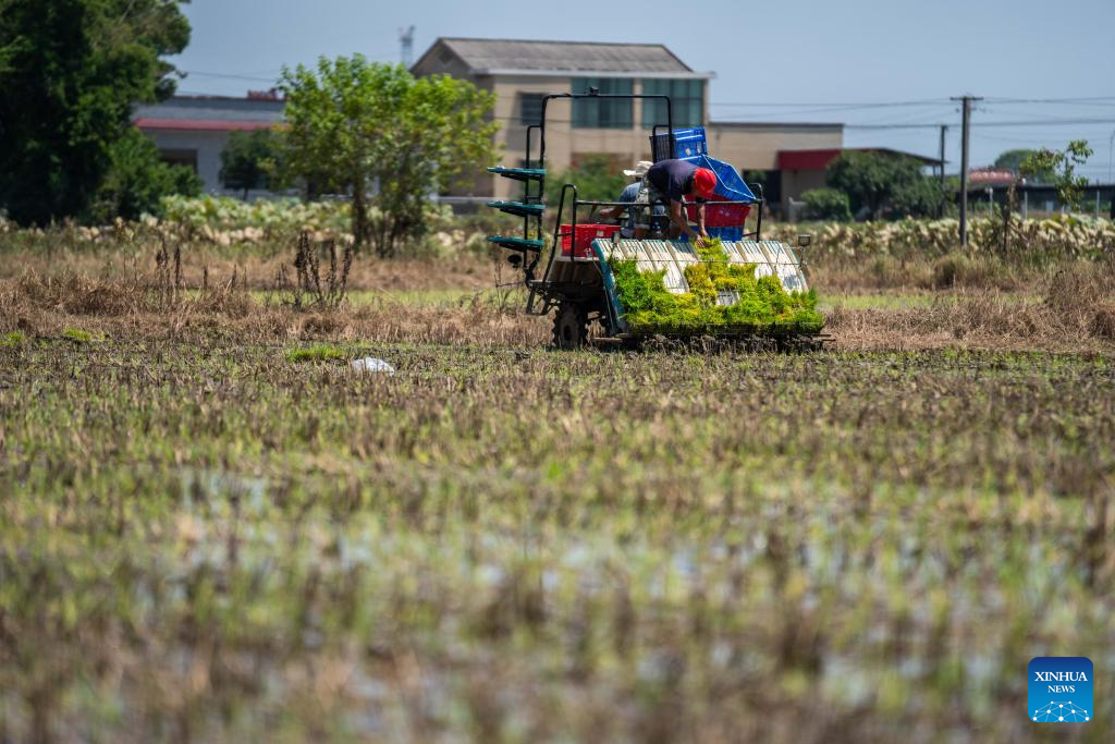 Farmers begin rice transplanting after dike breaches sealed in C China