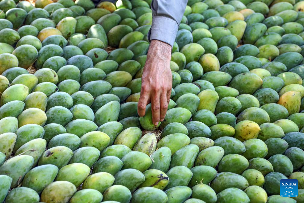 Mangoes enter harvest season in Egypt