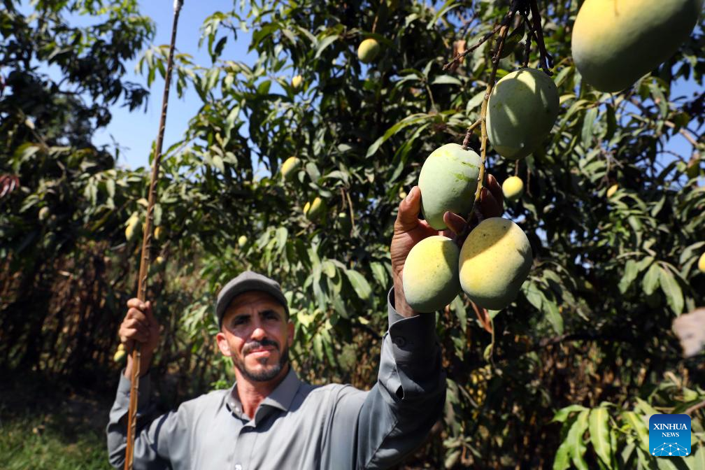 Mangoes enter harvest season in Egypt