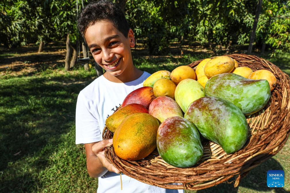 Mangoes enter harvest season in Egypt