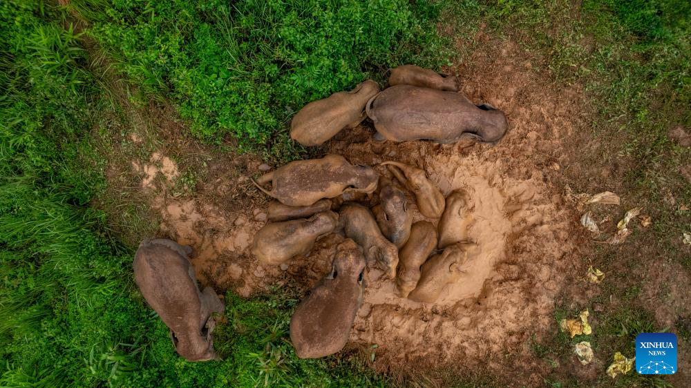 China's wandering elephants welcome new members