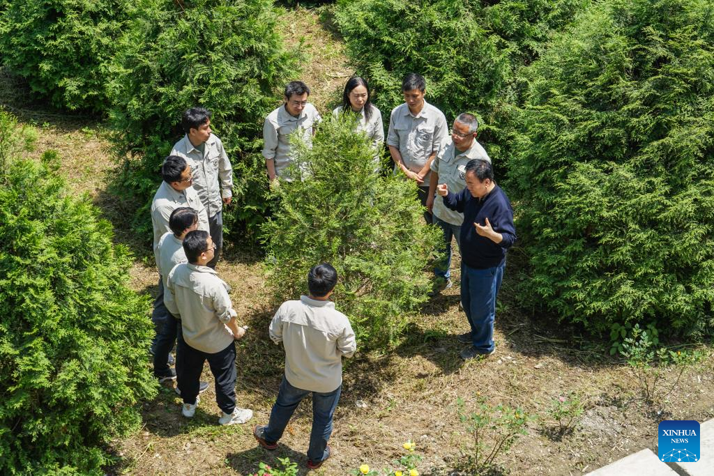 In pics: guardians of endangered trees in SW China's Chongqing