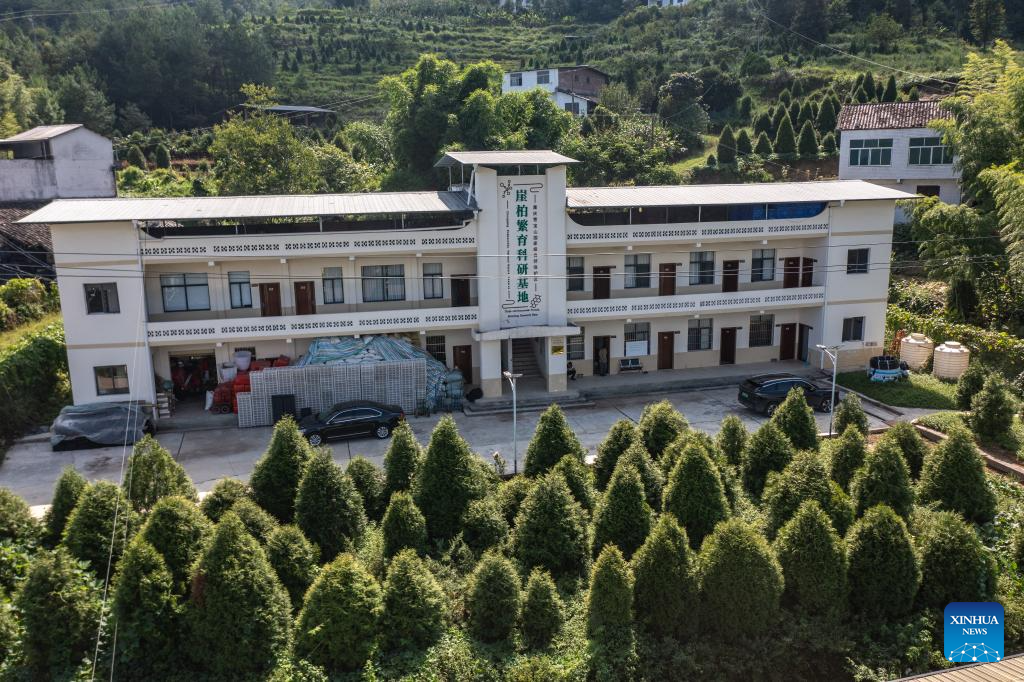 In pics: guardians of endangered trees in SW China's Chongqing