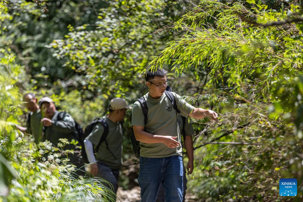 In pics: guardians of endangered trees in SW China's Chongqing