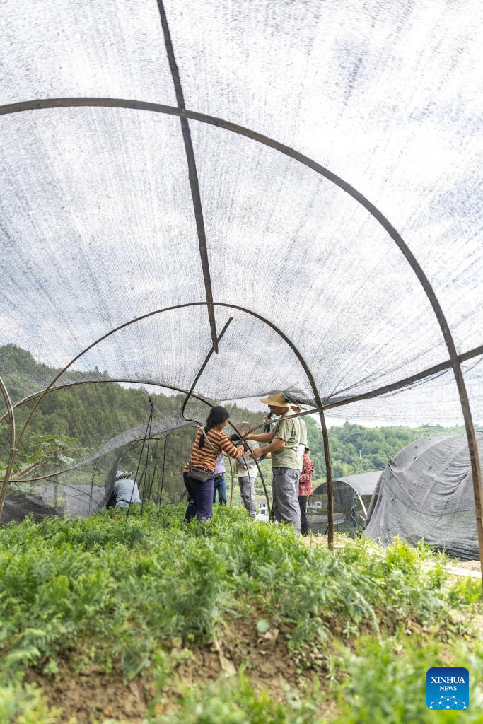 In pics: guardians of endangered trees in SW China's Chongqing