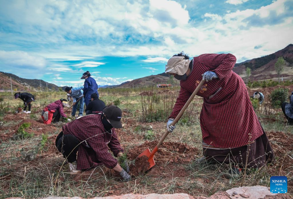 In pics: guardians of endangered trees in SW China's Chongqing