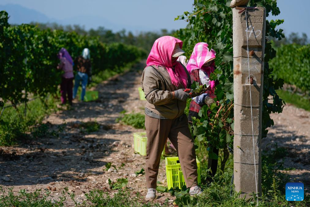 Workers harvest white wine grapes in Ningxia, NW China