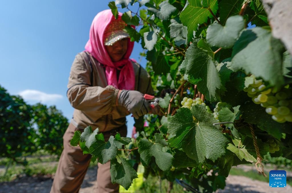 Workers harvest white wine grapes in Ningxia, NW China