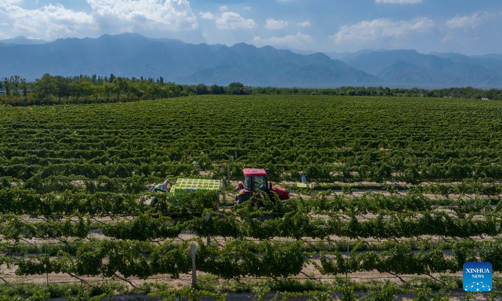 Workers harvest white wine grapes in Ningxia, NW China