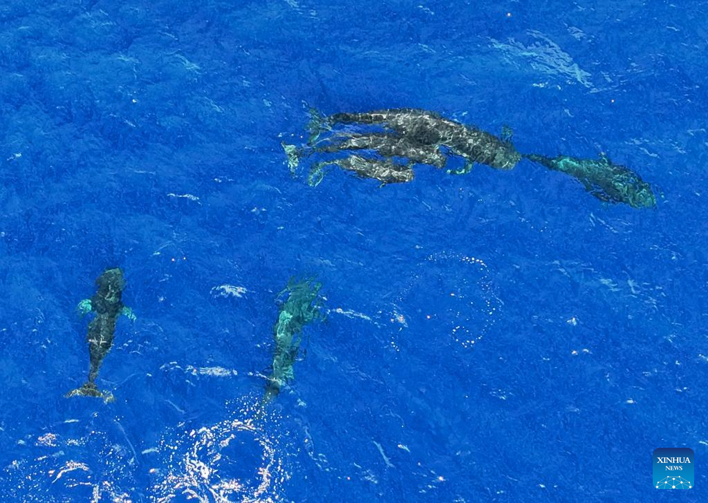 Short-finned pilot whales spotted in South China Sea