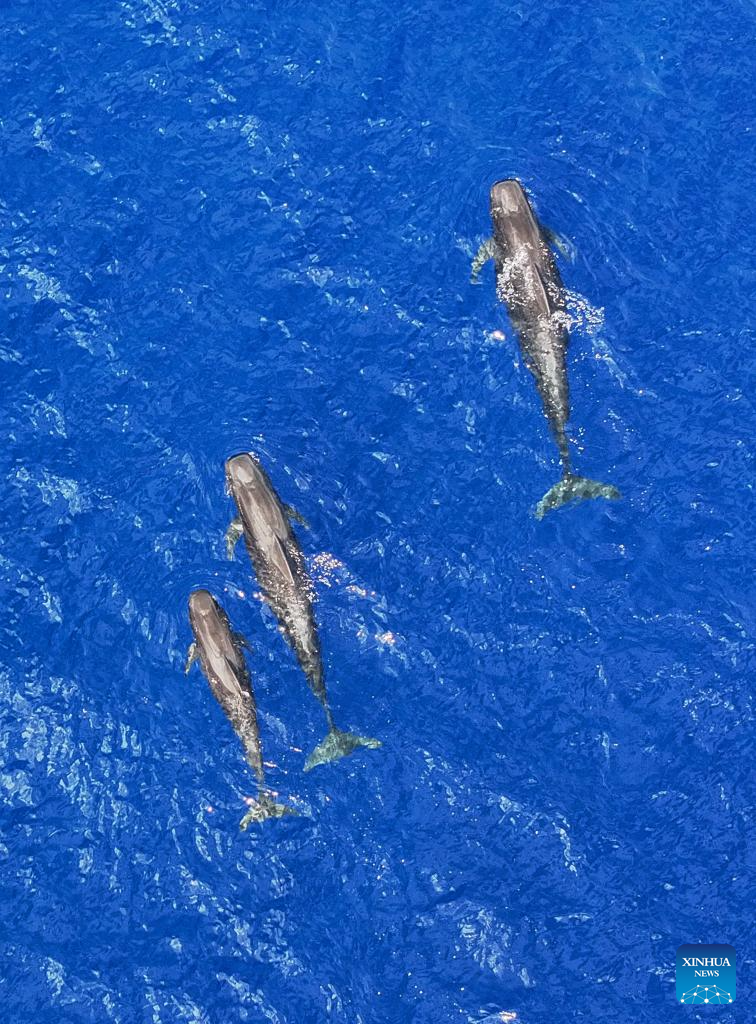 Short-finned pilot whales spotted in South China Sea