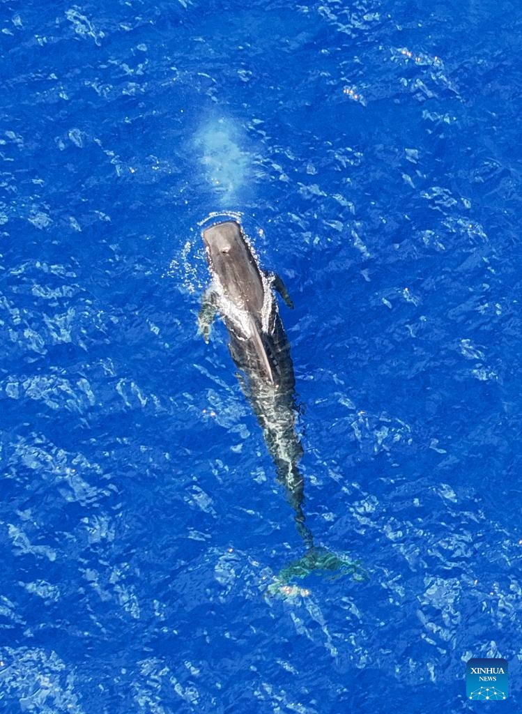 Short-finned pilot whales spotted in South China Sea