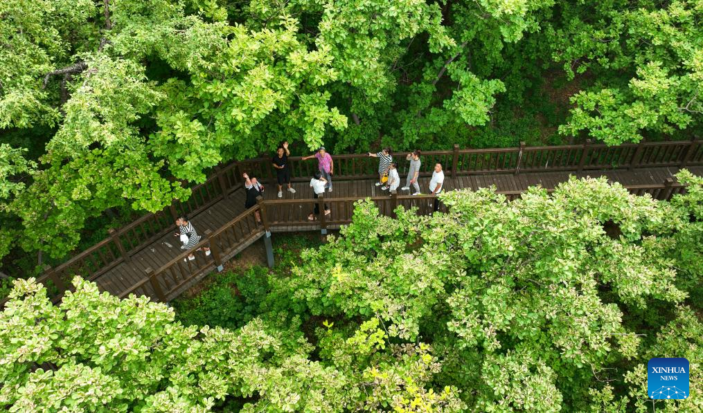 A glimpse of ecological security barrier in NE China